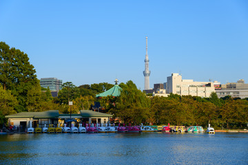 Fototapeta premium Shinobazu Pond of the Ueno Park and the Tokyo Skytree in Tokyo, 