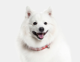 Dog. Japanese white spitz on white background