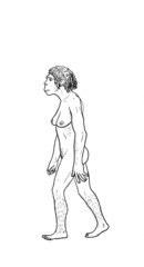 Human evolution, female