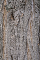 Acacia tree bark