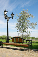 Lonely blossoming apple tree in the park