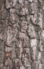 Birch tree bark