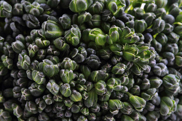 fresh green broccoli as food background