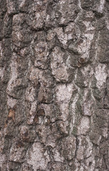 Birch tree bark