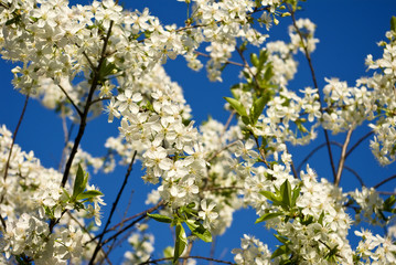 blooming branch against the blue sky