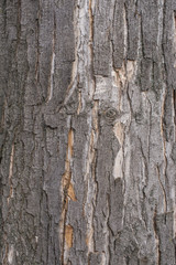Hornbeam tree bark