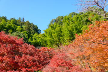 Autumn foliage in Korankei, Aichi, Japan