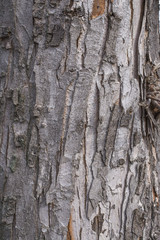 Hornbeam tree bark