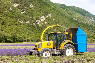 lavender harvest, Rhone-Alpes, France