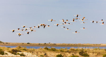 flamingos in Camargue, Provence, France