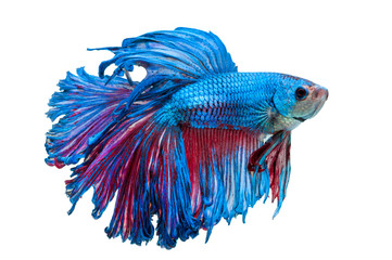 beautiful betta splendens isolated on white background