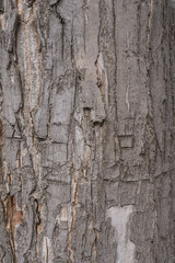 Hornbeam tree bark