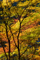 Autumn foliage in Korankei, Aichi, Japan