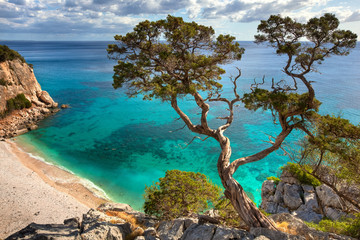 Obrazy na Plexi  stare drzewo - Sardynia