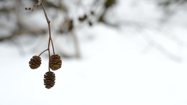 Mature female alder catkins swaying in wind. Alnus