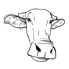 Drawing of buffalo head