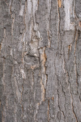 Hornbeam tree bark