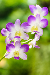 Naklejka na ściany i meble beautiful orchid flower
