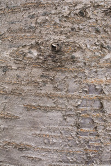 Cherry tree bark