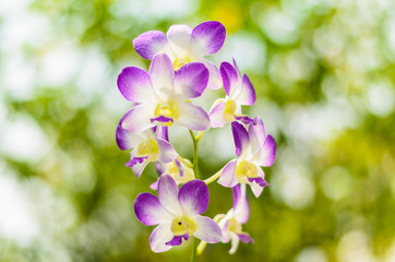 beautiful orchid flower