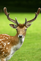 deer