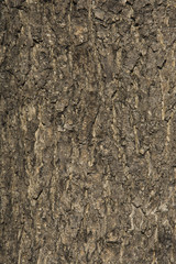 Maple tree bark