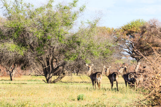 Wasserbock (Kobus ellipsiprymnus), Namibia