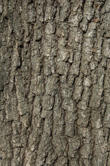 Oak tree bark