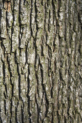 Oak tree bark