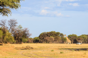 Giraffe (Giraffa camelopardalis), Namibia