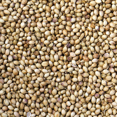 Coriander seeds