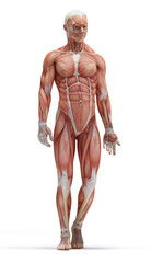 anatomy muscles © adimas