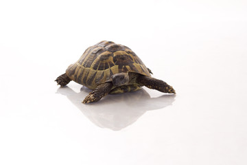 Greek land tortoise, Testudo Hermanni, isolated