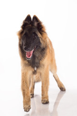 Fototapeta premium Belgian Shepherd Tervuren bitch standing