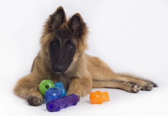Belgian Shepherd Puppy playing with colored toys