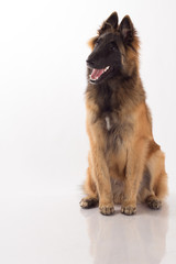 Belgian Shepherd Tervuren puppy dog, sitting