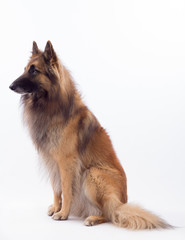 Belgian Shepherd Tervuren dog sitting