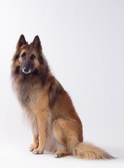 Belgian Shepherd Tervuren dog sitting