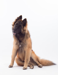 Belgian Shepherd Tervuren puppy dog, sitting