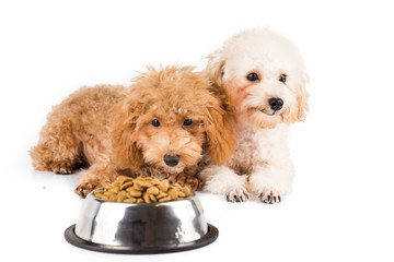 Two poodle puppies next to a bowl of kibbles