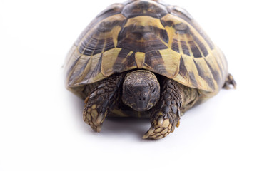Greek land tortoise, Testudo Hermanni, isolated