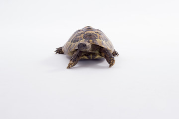 Greek land tortoise, Testudo Hermanni, isolated