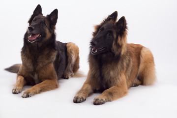 Two Belgian Shepherd Tervuren bitch and puppy laying down