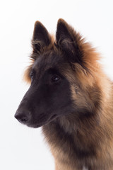 Belgian Shepherd Tervuren puppy headshot