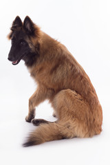 Belgian Shepherd Tervuren puppy sitting