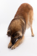 Belgian Shepherd Tervuren dog, bending