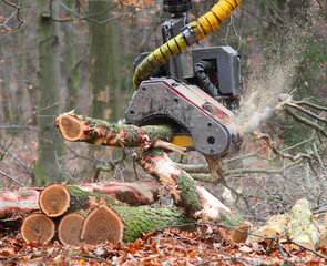 The harvester working in a forest.