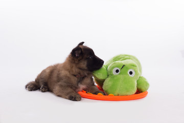 Belgian Shepherd Tervuren puppy with green toy