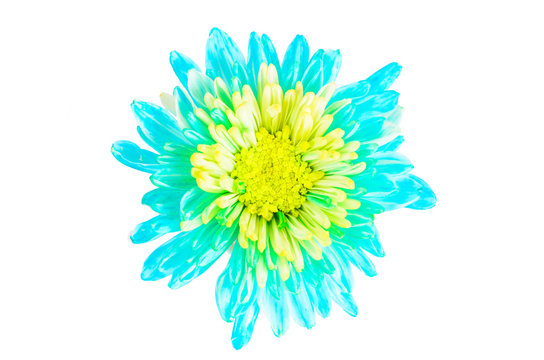 Fototapeta turquoise chrysanthemum flower on white background,isolate