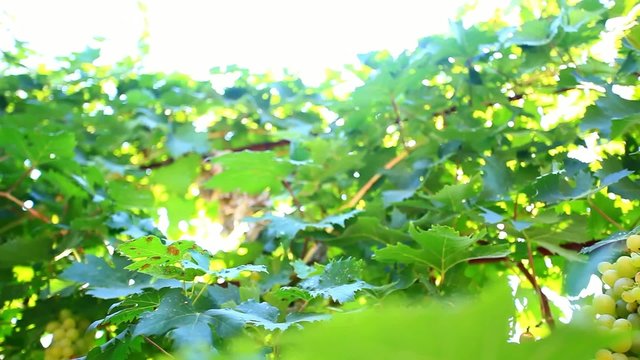 Bunch of grapes on grapevine at sunlight. HD. 1920x1080